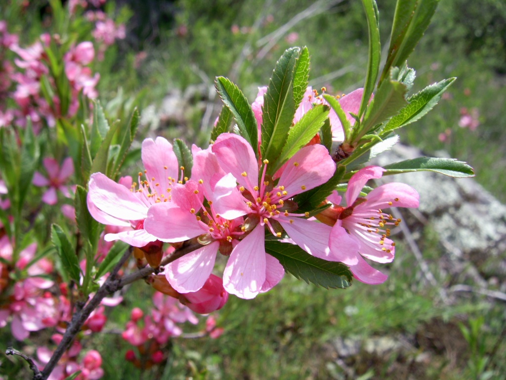 Изображение особи Amygdalus nana.