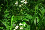 Fragaria moschata