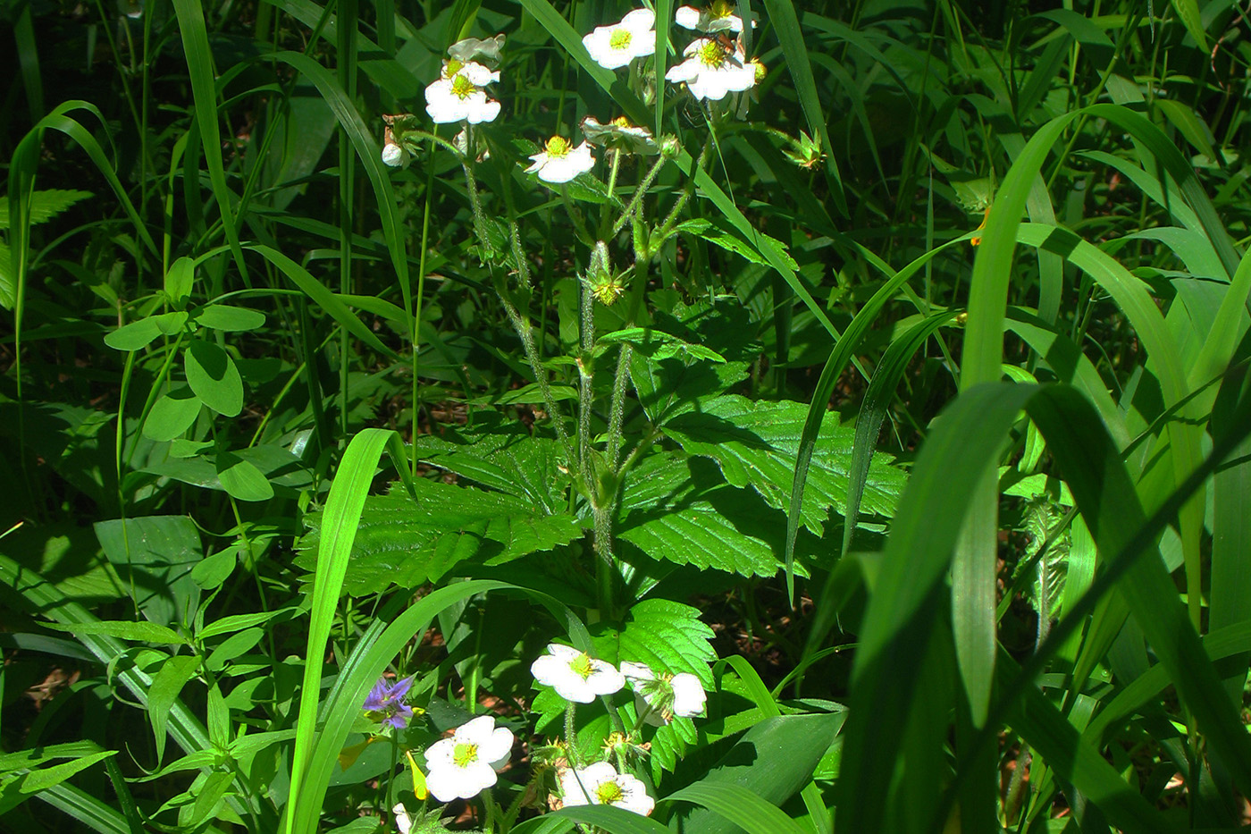 Изображение особи Fragaria moschata.