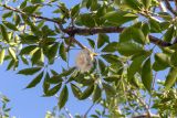 Bombax ceiba