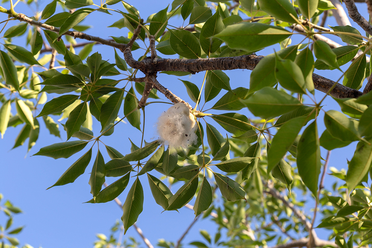 Image of Bombax ceiba specimen.