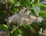 Salix cinerea. Семена, облетающие с соплодий. Республика Ингушетия, Джейрахский р-н, окр. ур. Ний, выс. 1780 м н.у.м., берег ручья Тхабахро. 19 июня 2022 г.