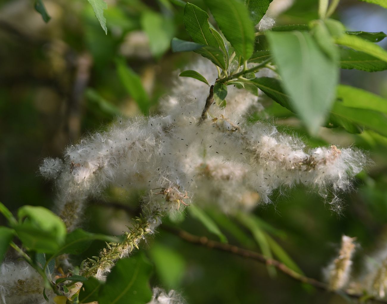 Image of Salix cinerea specimen.