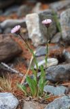 род Erigeron