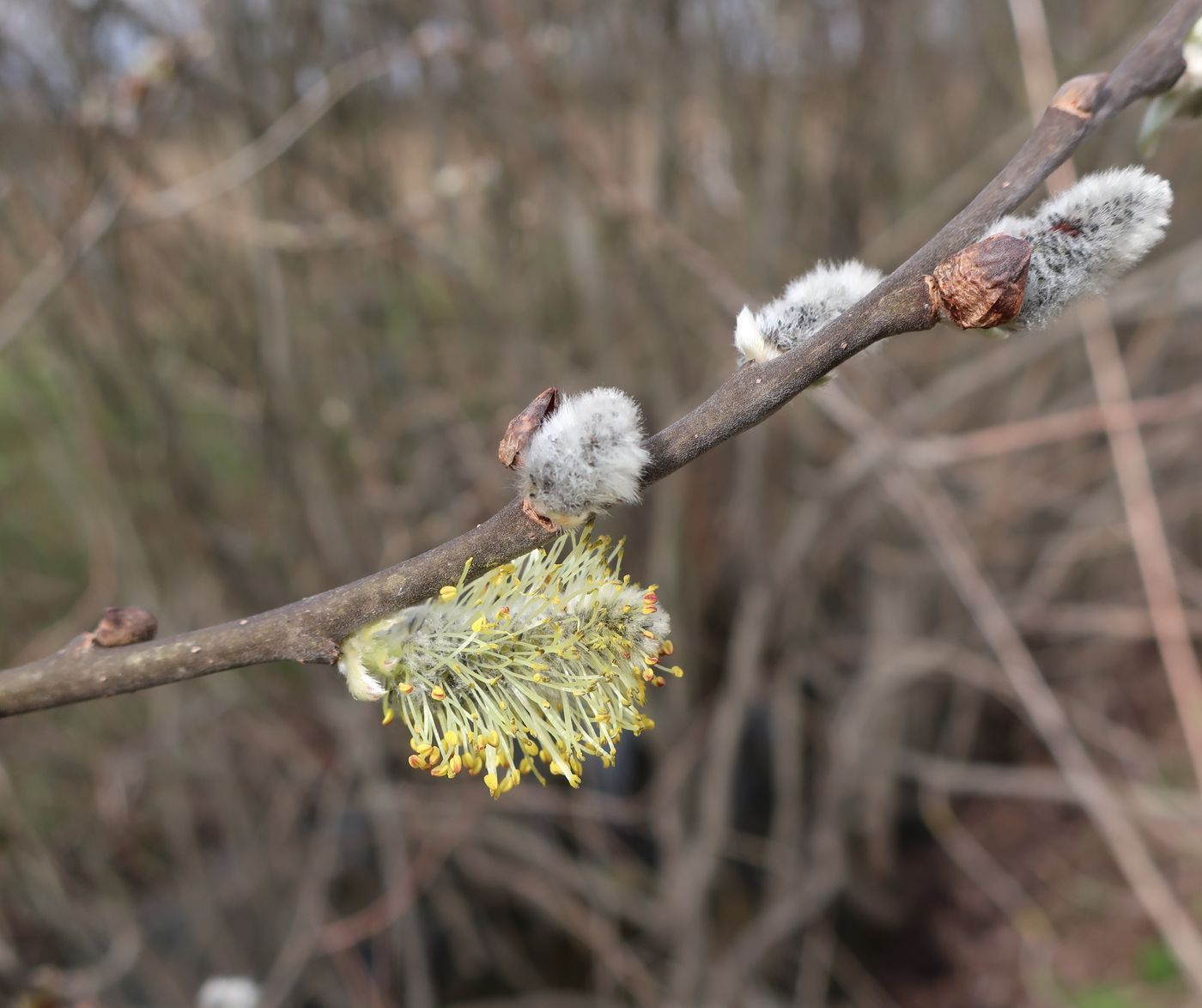 Image of Salix cinerea specimen.