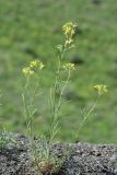 Erysimum canescens