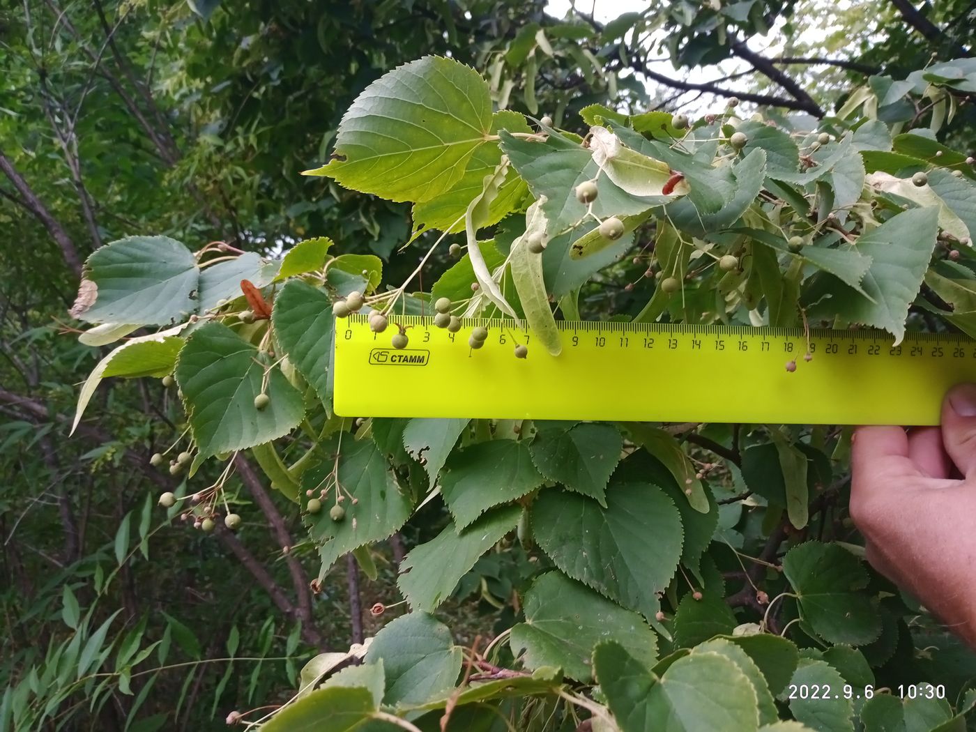 Изображение особи Tilia platyphyllos.