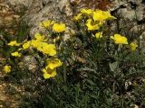 Linum uralense. Цветущее растение. Башкирия, г.Тратау. 17.06.2007.