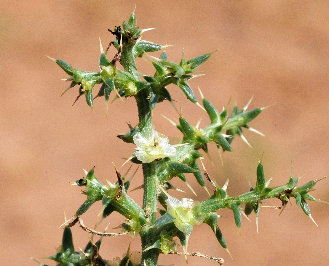 Изображение особи Salsola praecox.