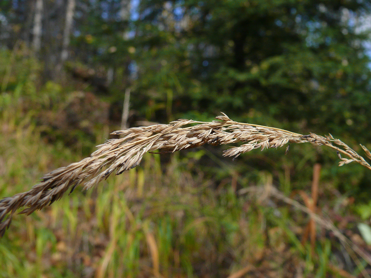 Изображение особи род Calamagrostis.