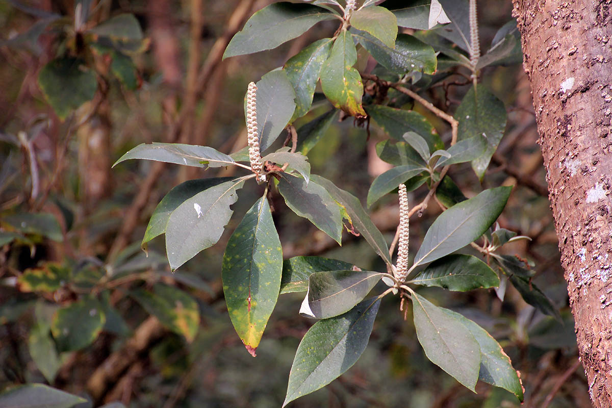 Image of genus Lithocarpus specimen.