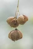 Staphylea pinnata. Соплодие со зрелыми плодами. Краснодарский край, Абинский р-н, гора Папай, лес на северном склоне. 16.10.2022.