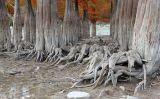 Taxodium distichum. Основания стволов и надземные части корней (пневматофоры). Краснодарский край, м/о г. Новороссийск, пруд у пос. Сукко, искусственные посадки. 04.11.2022.