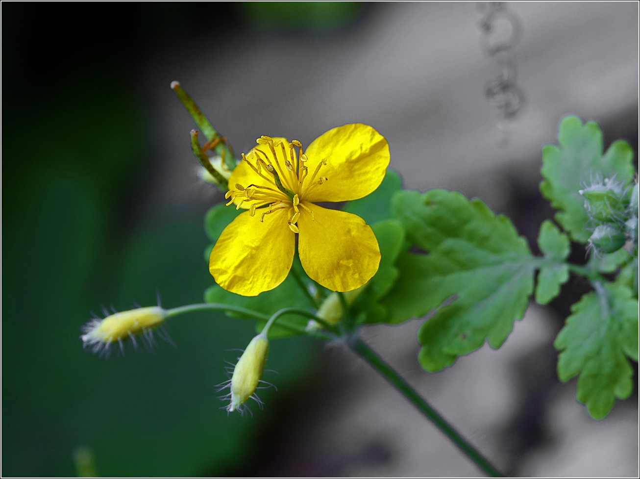 Image of Chelidonium majus specimen.