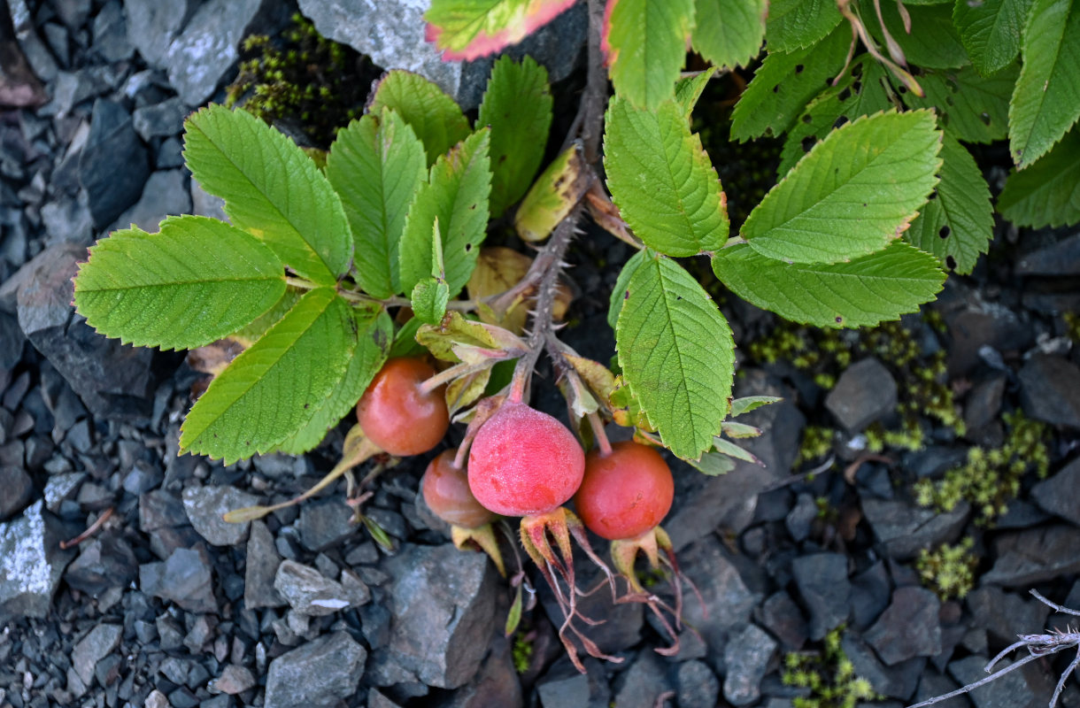 Изображение особи Rosa amblyotis.