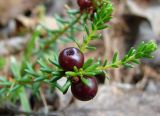 Empetrum nigrum