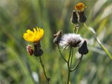 Sonchus humilis. Верхушки побегов с соцветиями и соплодием. Кольский п-ов, Кандалакшский берег Белого моря, олуговелая воронично-кустарничковая тундра у границы с валунно-галечным пляжем. 22.07.2021.