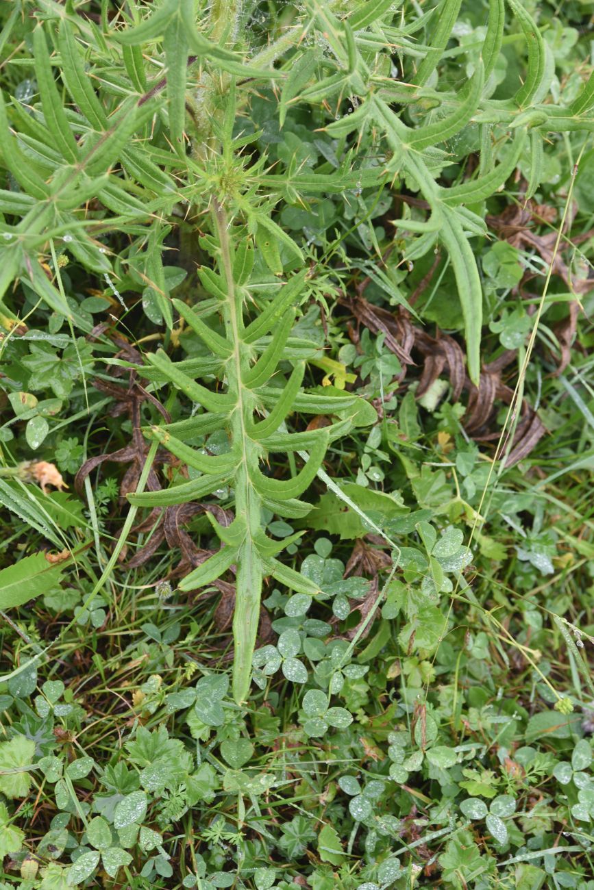 Image of genus Cirsium specimen.