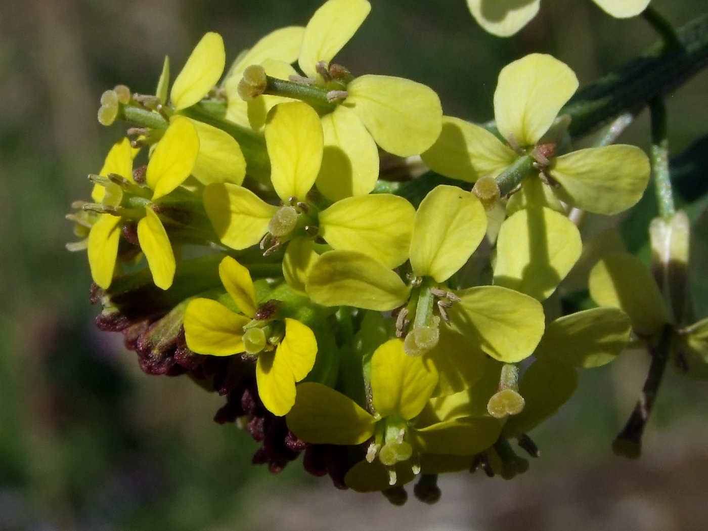 Image of Erysimum hieraciifolium specimen.