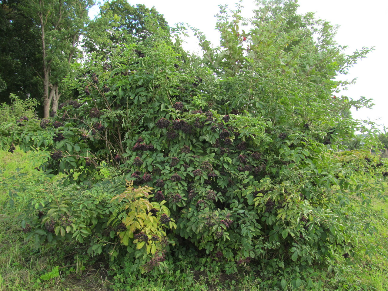 Image of Sambucus nigra specimen.