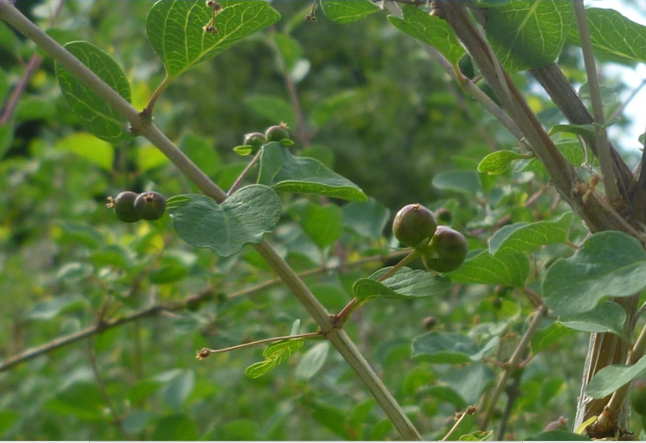 Изображение особи Lonicera korolkowii.