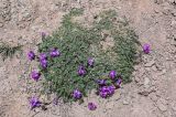 Oxytropis lapponica