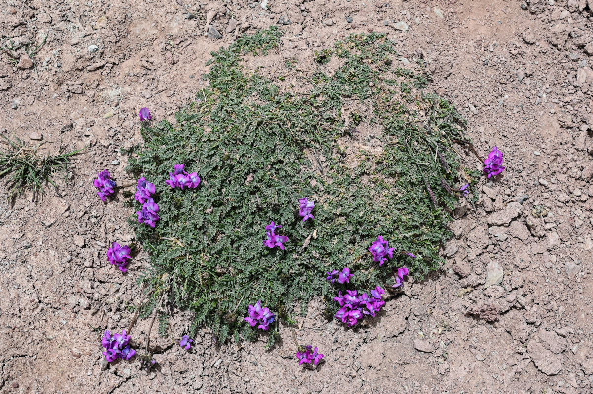 Изображение особи Oxytropis lapponica.