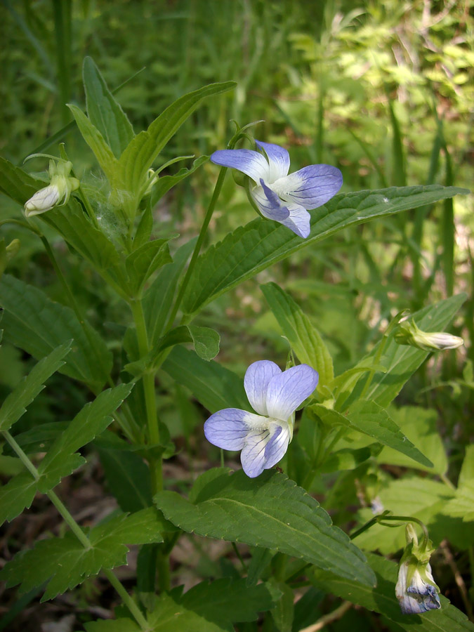 Image of Viola elatior specimen.