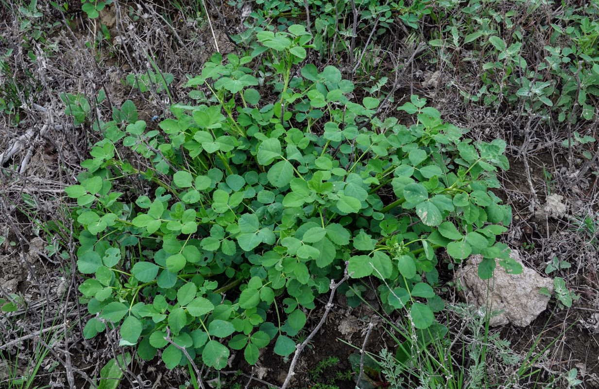 Изображение особи род Melilotus.