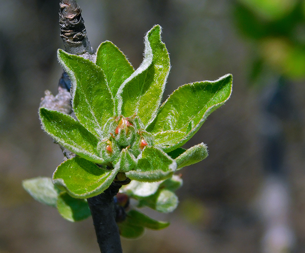 Изображение особи Malus orientalis.