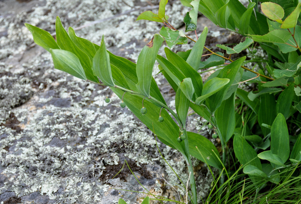 Image of Polygonatum odoratum specimen.