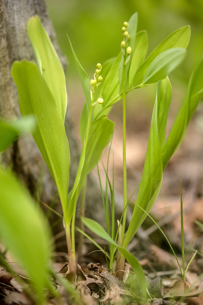 Изображение особи Convallaria majalis.