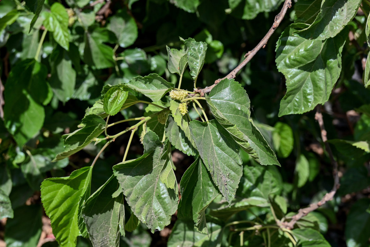 Изображение особи Morus alba.