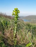 Euphorbia condylocarpa. Цветущее растение. Краснодарский край, м/о г. Новороссийск, гора Лысая-Новороссийская, ≈ 500 м н.у.м., горная степь. 17.04.2016.