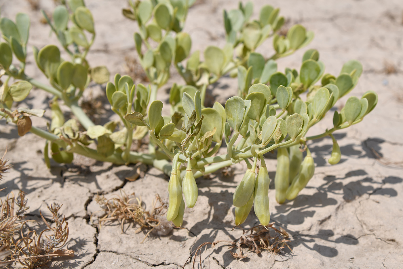 Изображение особи Zygophyllum miniatum.