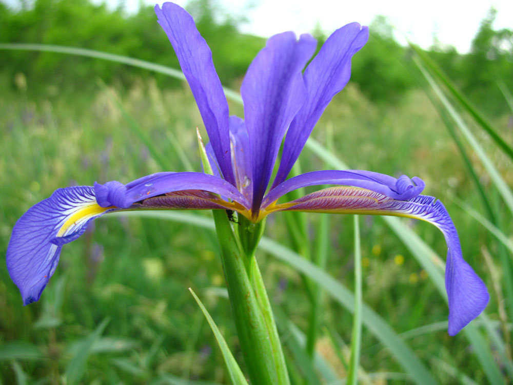 Image of Iris notha specimen.