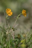 Potentilla