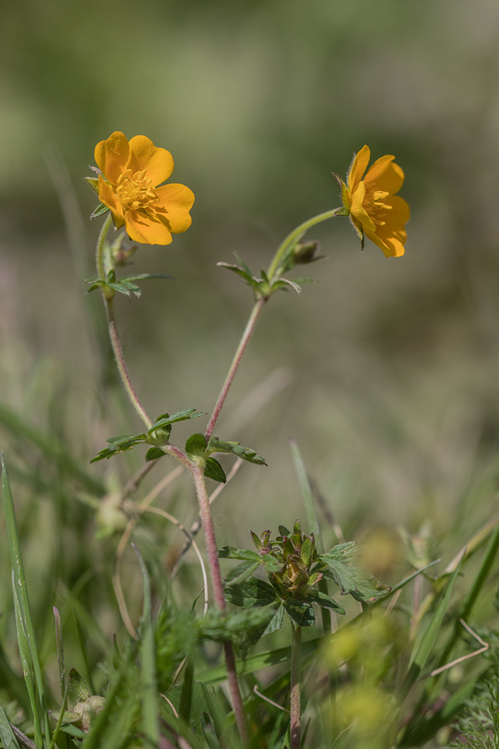 Изображение особи род Potentilla.