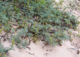 Ambrosia chamissonis. Цветущие и плодоносящие растения. Чили, обл. Valparaiso, провинция Isla de Pascua, северо-восточная часть острова, бухта Anakena, закреплённые дюны. 09.03.2023.
