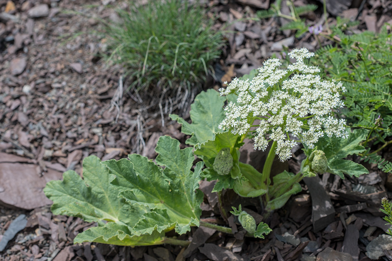 Изображение особи Heracleum leskovii.