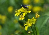 Rorippa sylvestris. Соцветие с цветком, бутонами и жуком. Приморский край, Шкотовский р-н, окр. с. Новонежино, дачный участок, сорное в саду. 18.06.2023.