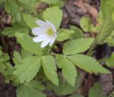 Anemone altaica. Цветок и листья. Пермский край, г. Пермь, Дзержинский р-н, м-н Акуловский, смешанный лес. 13.05.2023.