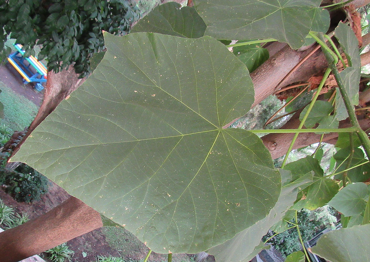 Image of Paulownia tomentosa specimen.