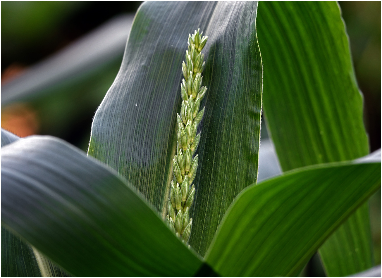 Image of Zea mays specimen.