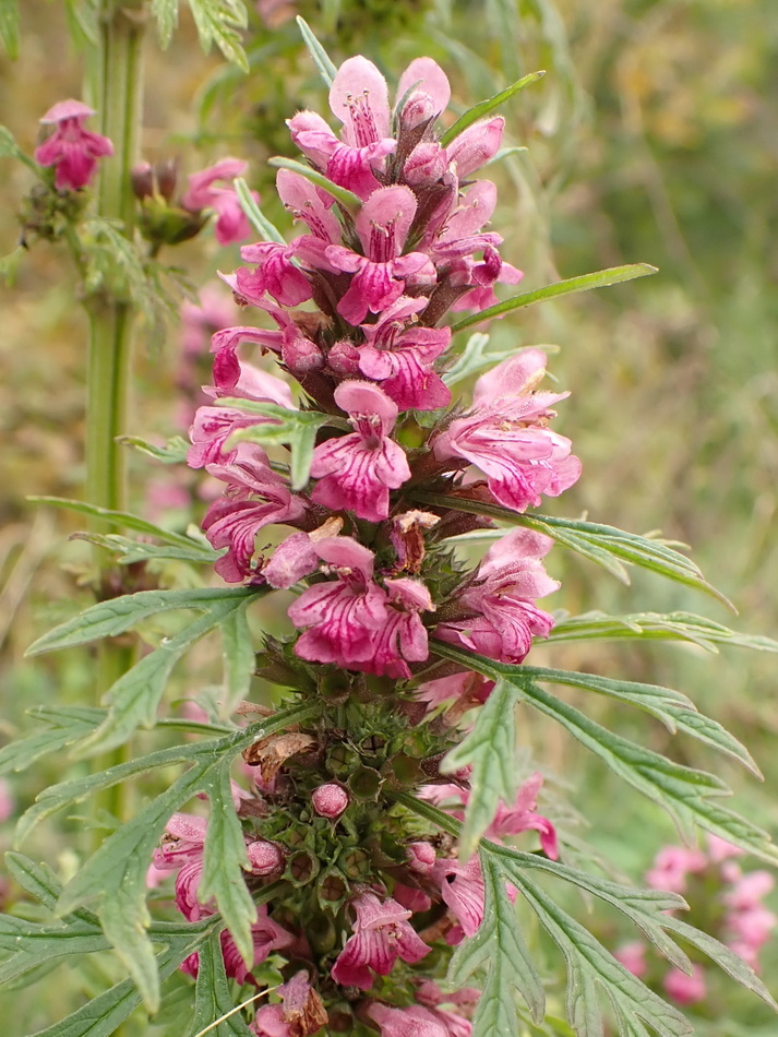 Изображение особи Leonurus japonicus.