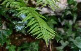 Polypodium cambricum. Верхушка вайи. Грузия, Самегрело-Верхняя Сванетия, Мартвильский каньон, буковый лес, крутой каменистый склон. 16.06.2023.