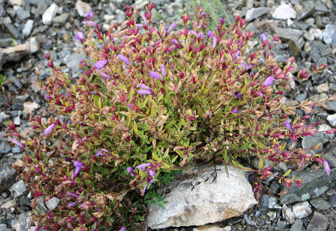 Image of Dracocephalum peregrinum specimen.