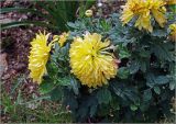 Chrysanthemum indicum