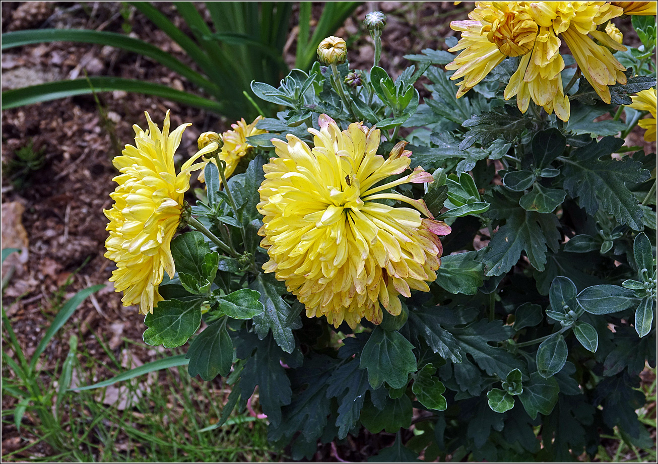 Image of Chrysanthemum indicum specimen.