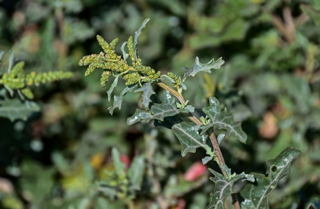Image of Atriplex tatarica specimen.